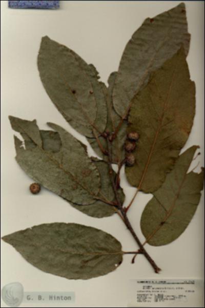 URN_catalog_HBHinton_herbarium_21413.jpg.jpg