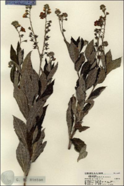 URN_catalog_HBHinton_herbarium_22275.jpg.jpg