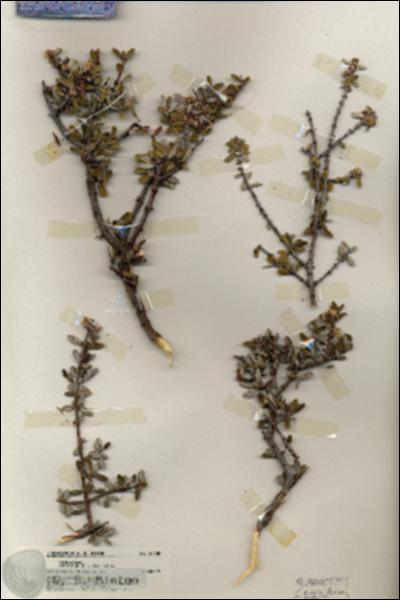 URN_catalog_HBHinton_herbarium_20108.jpg.jpg