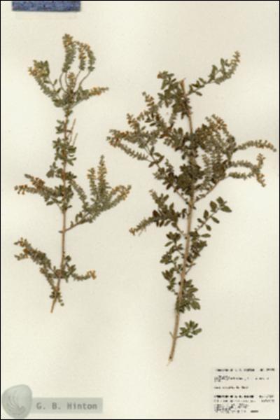 URN_catalog_HBHinton_herbarium_23329.jpg.jpg