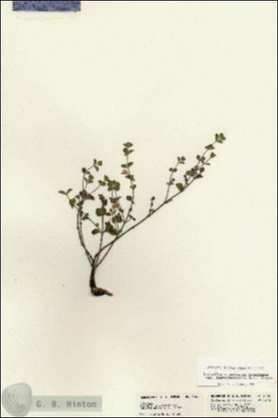 URN_catalog_HBHinton_herbarium_21450.jpg.jpg