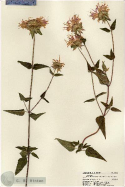 URN_catalog_HBHinton_herbarium_22142.jpg.jpg