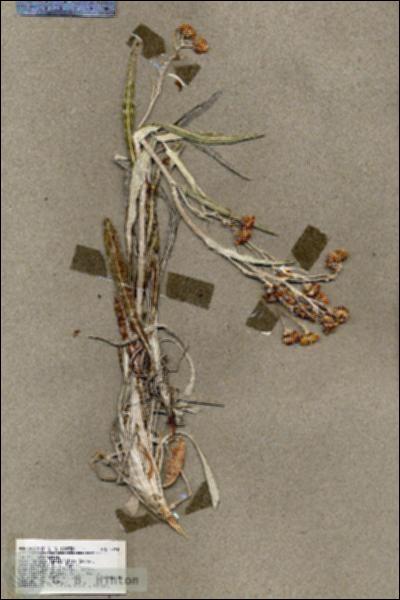 URN_catalog_HBHinton_herbarium_17918.jpg.jpg