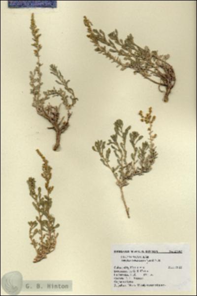 URN_catalog_HBHinton_herbarium_27563.jpg.jpg