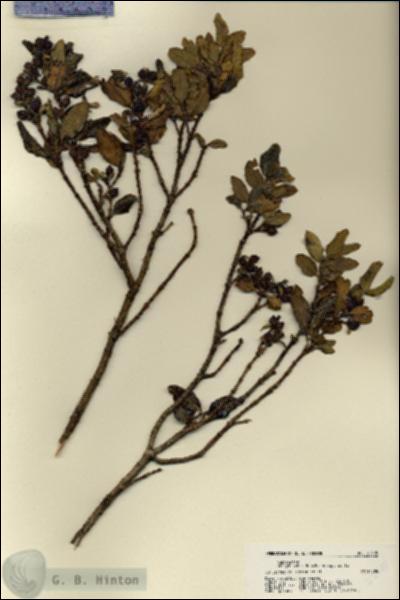 URN_catalog_HBHinton_herbarium_22405.jpg.jpg