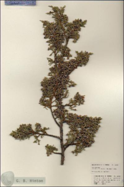 URN_catalog_HBHinton_herbarium_25355.jpg.jpg