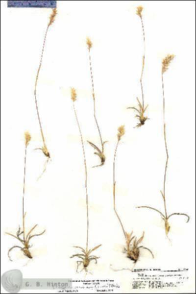 URN_catalog_HBHinton_herbarium_19866.jpg.jpg