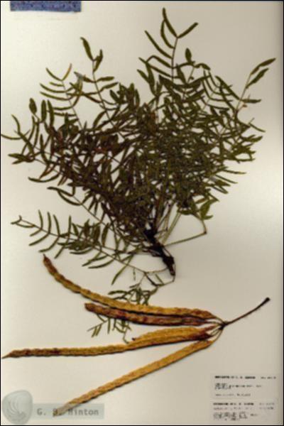 URN_catalog_HBHinton_herbarium_24970.jpg.jpg