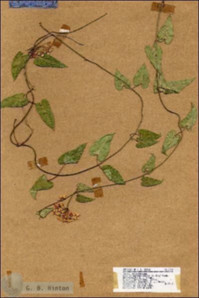 URN_catalog_HBHinton_herbarium_19008.jpg.jpg