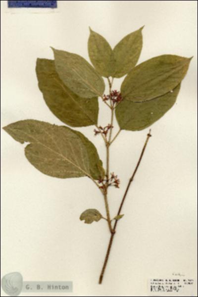 URN_catalog_HBHinton_herbarium_24126.jpg.jpg