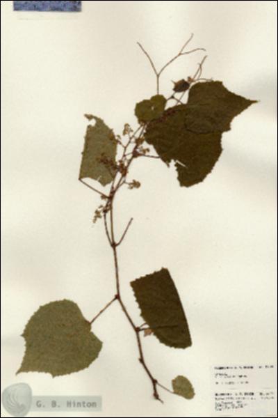 URN_catalog_HBHinton_herbarium_24299.jpg.jpg