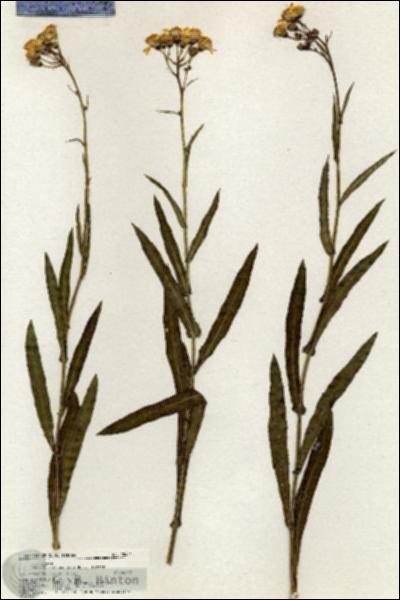 URN_catalog_HBHinton_herbarium_20444.jpg.jpg