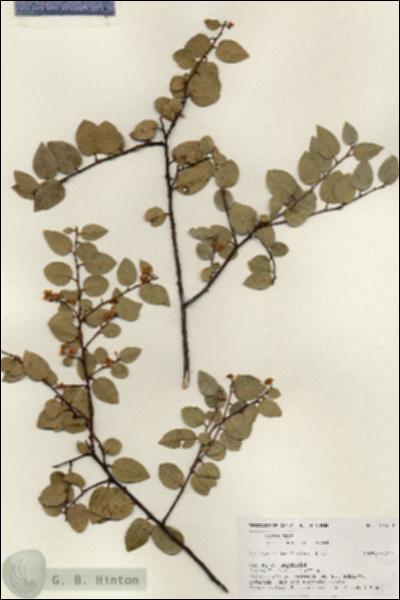 URN_catalog_HBHinton_herbarium_19344.jpg.jpg