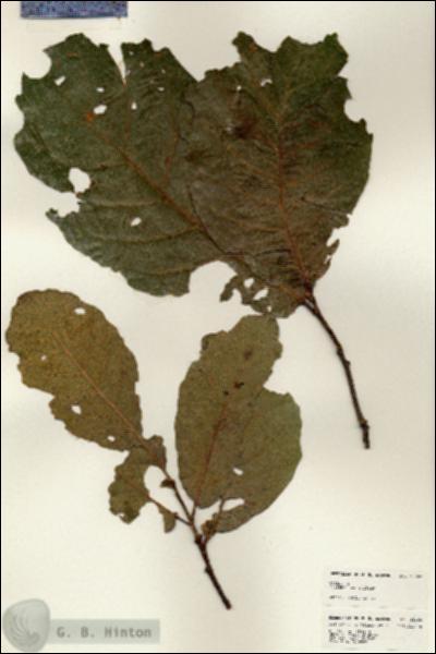 URN_catalog_HBHinton_herbarium_25109.jpg.jpg