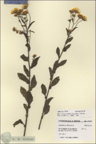 URN_catalog_HBHinton_herbarium_27928.jpg.jpg