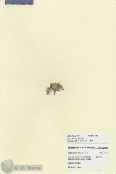 URN_catalog_HBHinton_herbarium_27893.jpg.jpg