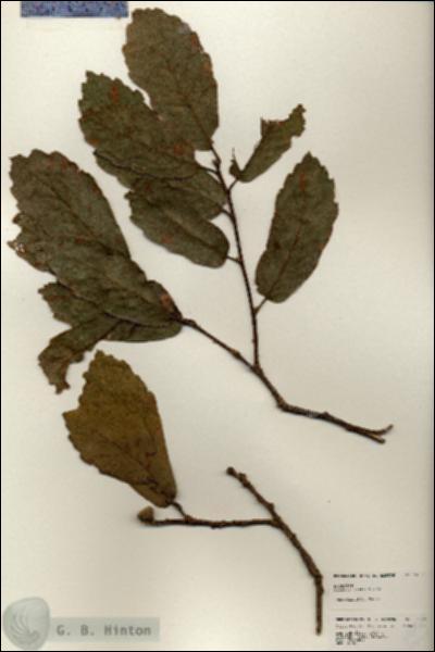 URN_catalog_HBHinton_herbarium_24889.jpg.jpg