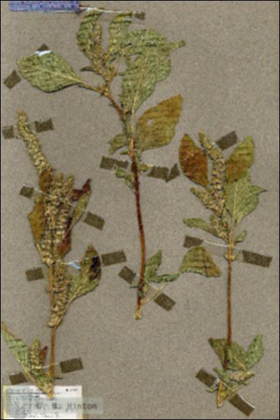 URN_catalog_HBHinton_herbarium_19507.jpg.jpg