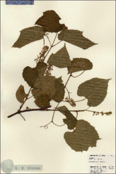 URN_catalog_HBHinton_herbarium_22824.jpg.jpg