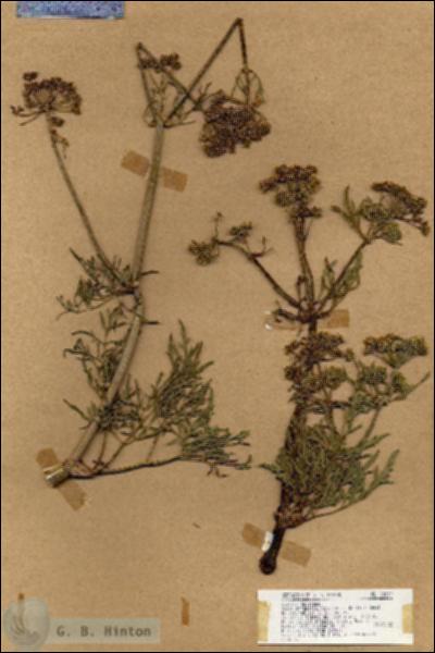 URN_catalog_HBHinton_herbarium_18859.jpg.jpg