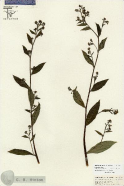 URN_catalog_HBHinton_herbarium_26678.jpg.jpg