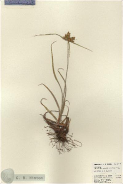 URN_catalog_HBHinton_herbarium_22115.jpg.jpg