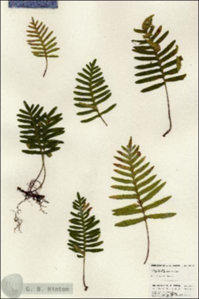 URN_catalog_HBHinton_herbarium_24925.jpg.jpg