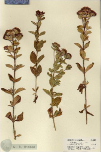 URN_catalog_HBHinton_herbarium_22413.jpg.jpg