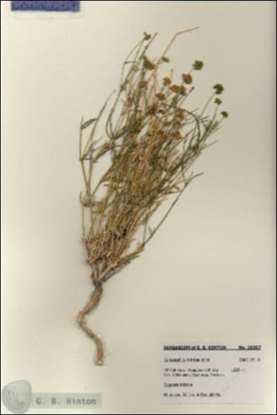 URN_catalog_HBHinton_herbarium_28357.jpg.jpg