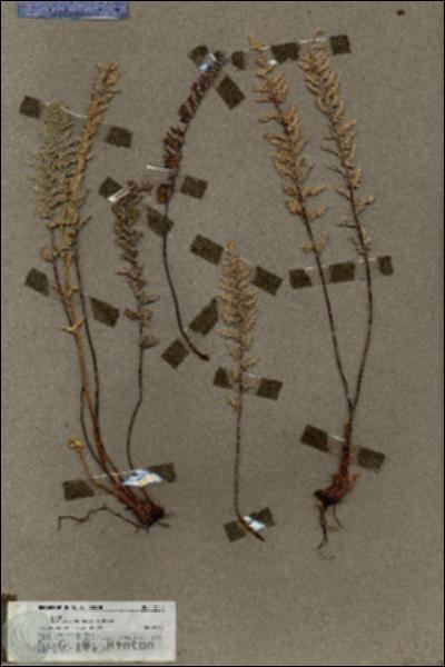 URN_catalog_HBHinton_herbarium_18704.jpg.jpg
