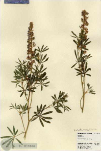 URN_catalog_HBHinton_herbarium_23318.jpg.jpg