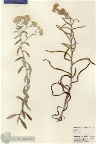 URN_catalog_HBHinton_herbarium_23793.jpg.jpg