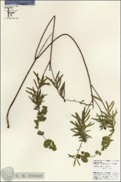 URN_catalog_HBHinton_herbarium_25835.jpg.jpg