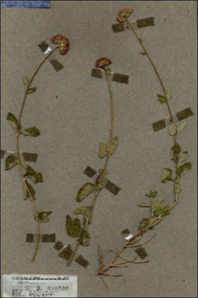 URN_catalog_HBHinton_herbarium_19850.jpg.jpg