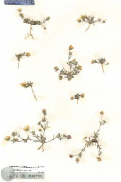 URN_catalog_HBHinton_herbarium_19749.jpg.jpg