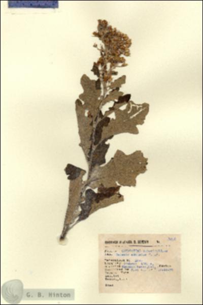 URN_catalog_HBHinton_herbarium_3046.jpg.jpg