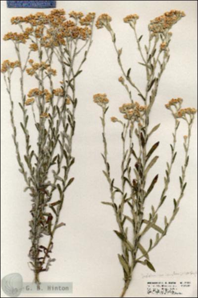 URN_catalog_HBHinton_herbarium_20709.jpg.jpg