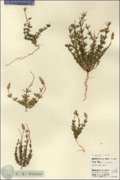 URN_catalog_HBHinton_herbarium_22694.jpg.jpg