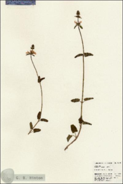 URN_catalog_HBHinton_herbarium_24399.jpg.jpg