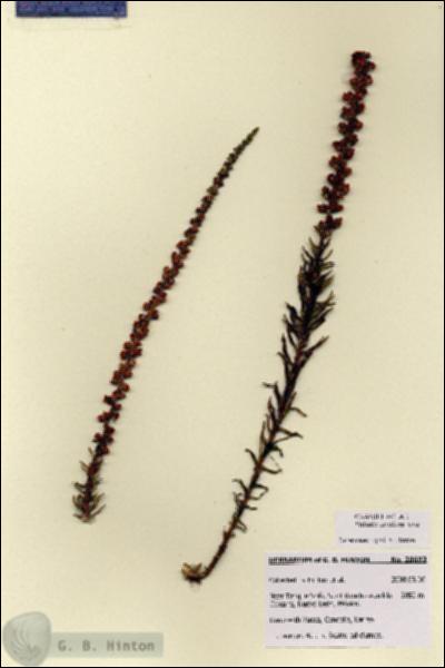 URN_catalog_HBHinton_herbarium_28693-1.jpg.jpg