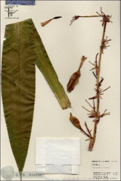 URN_catalog_HBHinton_herbarium_25267.jpg.jpg
