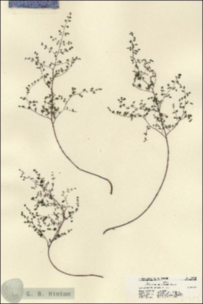 URN_catalog_HBHinton_herbarium_21505.jpg.jpg