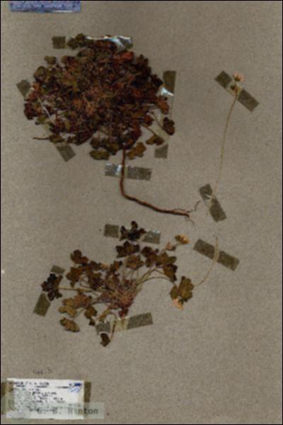 URN_catalog_HBHinton_herbarium_17013.jpg.jpg