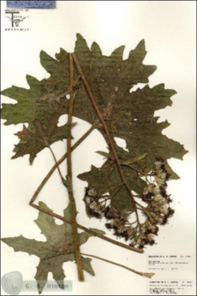 URN_catalog_HBHinton_herbarium_25535.jpg.jpg
