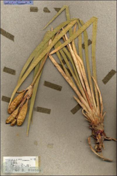 URN_catalog_HBHinton_herbarium_17888.jpg.jpg