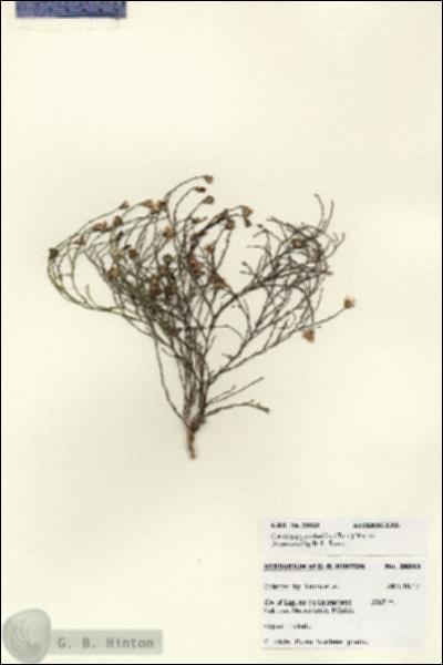 URN_catalog_HBHinton_herbarium_28033.jpg.jpg