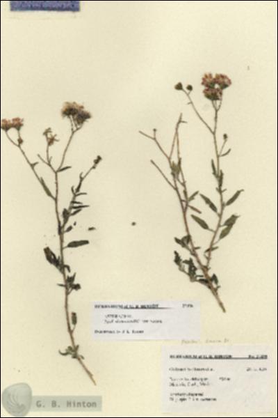 URN_catalog_HBHinton_herbarium_27498.jpg.jpg