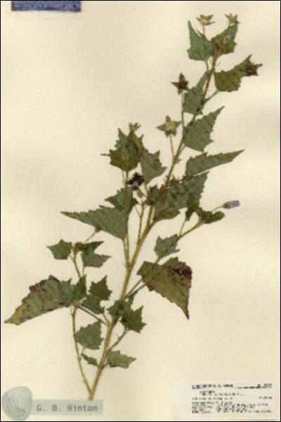 URN_catalog_HBHinton_herbarium_21487.jpg.jpg