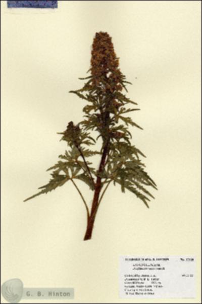 URN_catalog_HBHinton_herbarium_17128.jpg.jpg