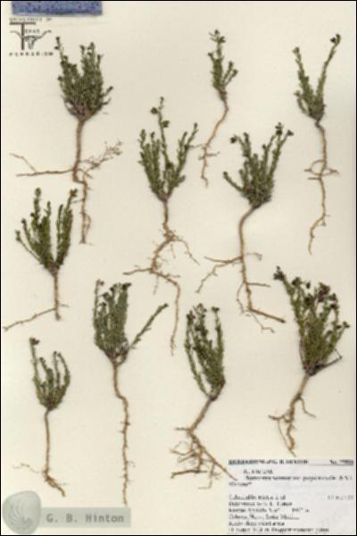 URN_catalog_HBHinton_herbarium_25888.jpg.jpg